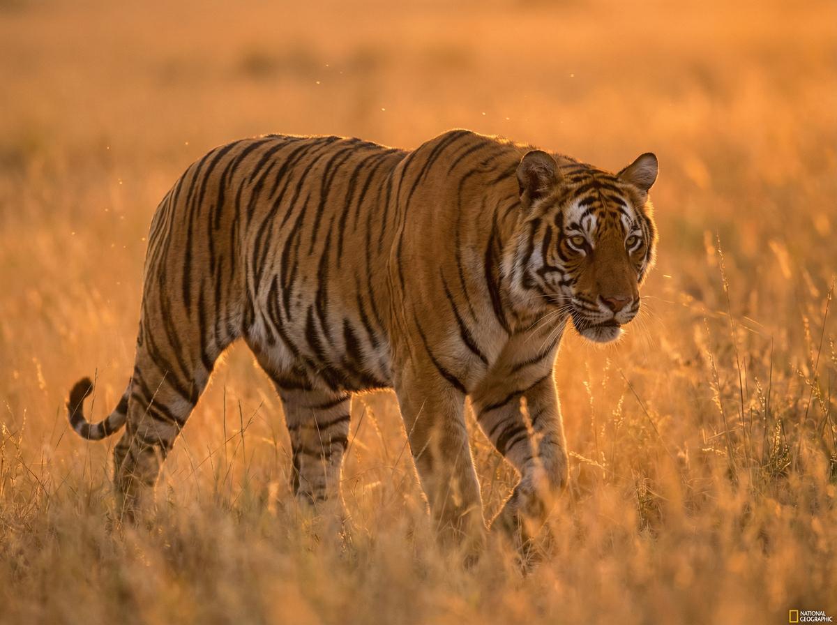 泄密泄密独家：老虎丛林巡视视频记录